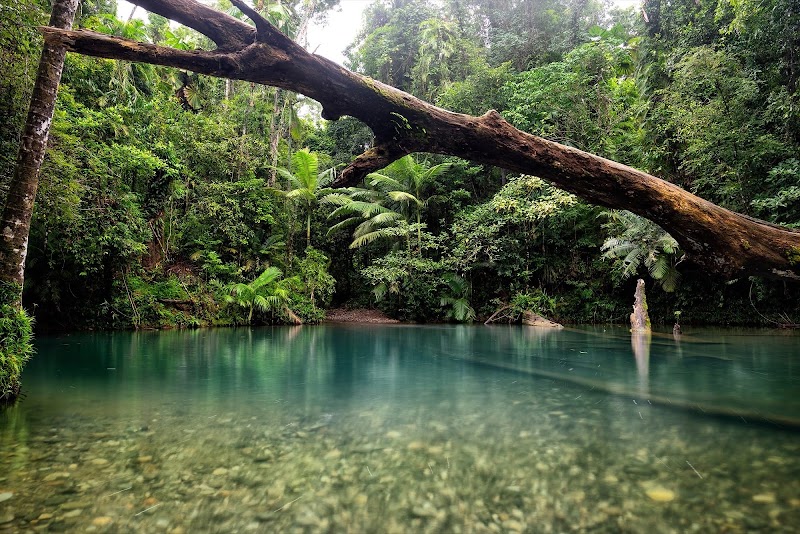 Photo 1 at Daintree Rainforest in Cape Tribulation