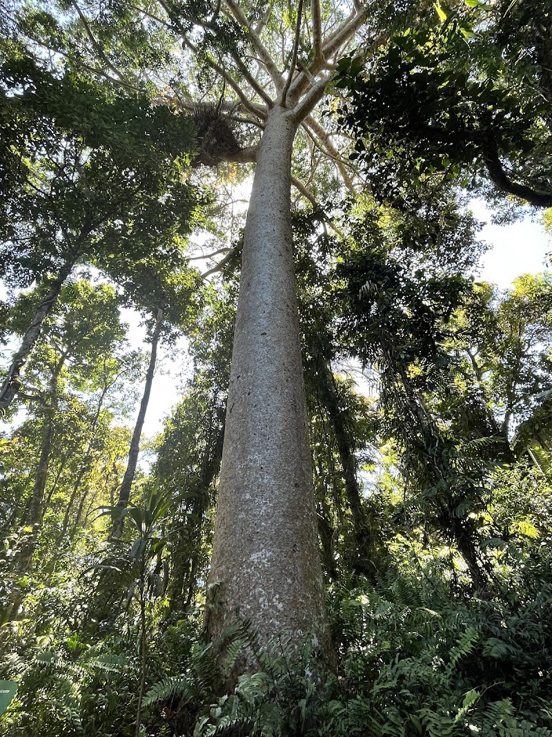 Photo 6 at Daintree Rainforest in Cape Tribulation