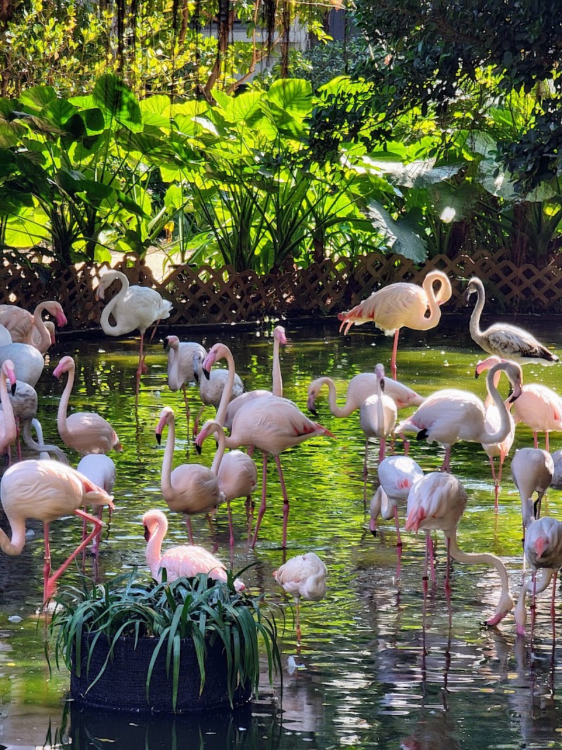 Photo 5 at Aviary, Kowloon Park in 