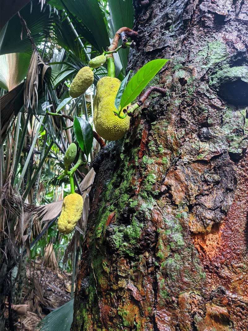 Photo 5 at Praslin National Park in Baie Ste Anne