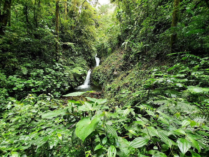 Photo 4 at Monteverde Cloud Forest Biological Preserve in 